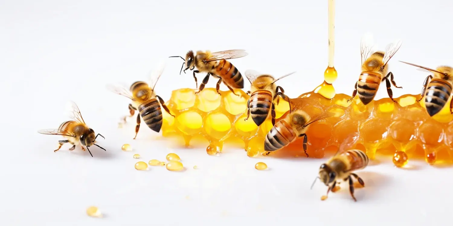 Miód wrzosowy - zastosowanie i właściwości