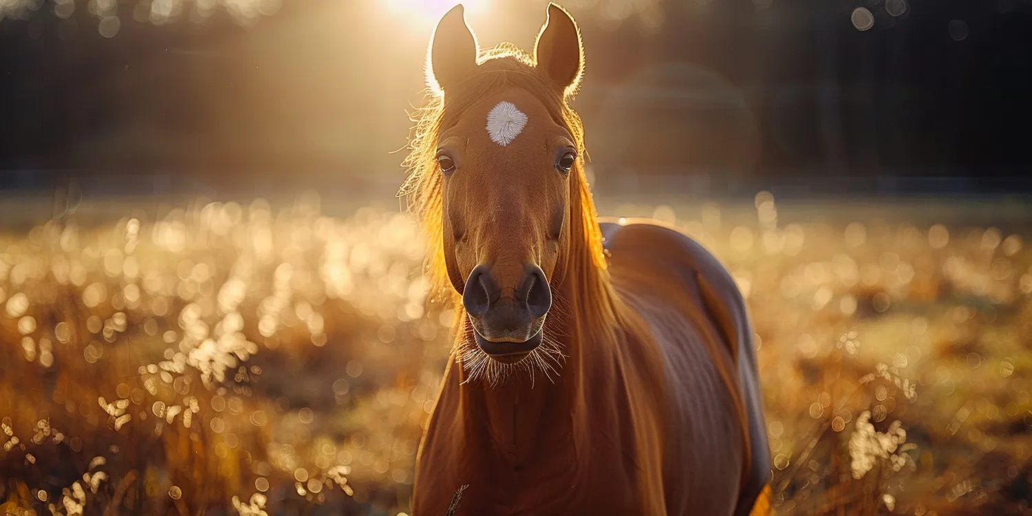 Trawa w rolce Szczecin